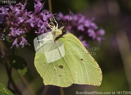 Image of brimstone butterfly