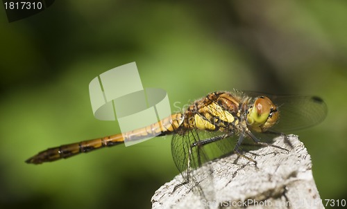 Image of dragon fly