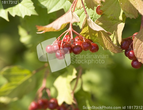 Image of Viburnum branch