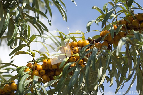 Image of Branch of sea buckthorn berries