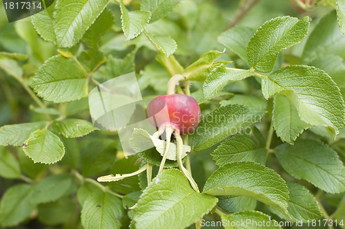 Image of Fruits of rose hips (rosa canina)