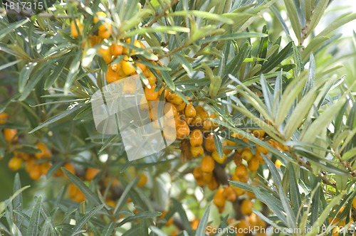 Image of Branch of sea buckthorn berries