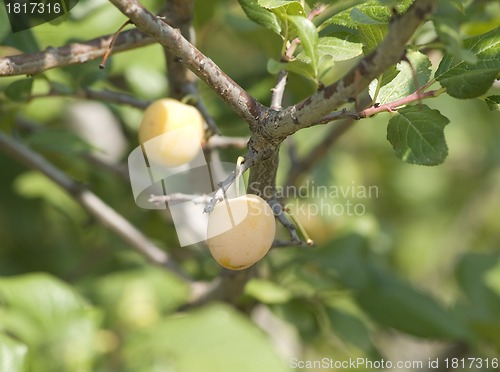 Image of A bunch of ripe yellow plums on a tree