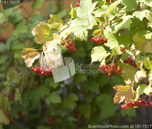 Image of Viburnum branch