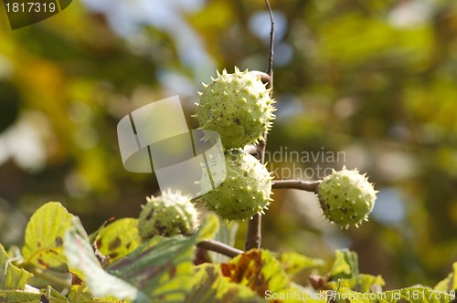 Image of Green and thorny chestnut fruit on branch