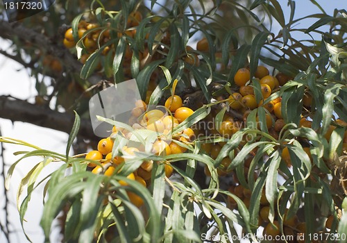 Image of Branch of sea buckthorn berries