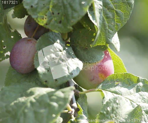 Image of Prunus spinosa. Blackthorn. Sloe