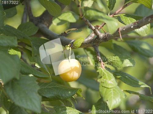 Image of A bunch of ripe yellow plums on a tree