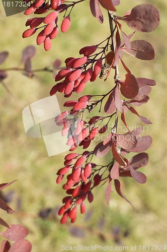 Image of Yield of Barberry