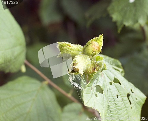 Image of Green unripe hazelnuts on the tree