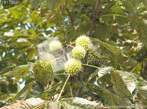 Image of Green and thorny chestnut fruit on branch
