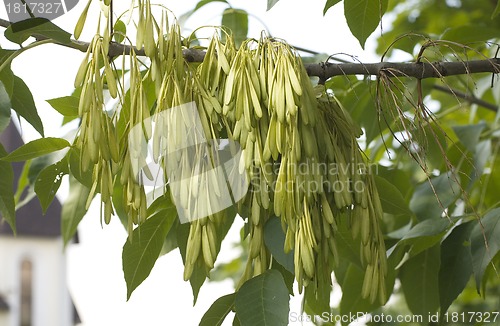 Image of Seeds on a maple tree