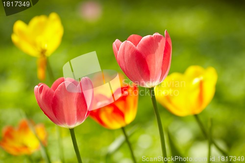 Image of Tulips background