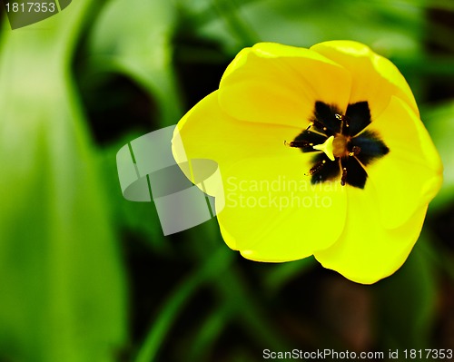 Image of Yellow tulip