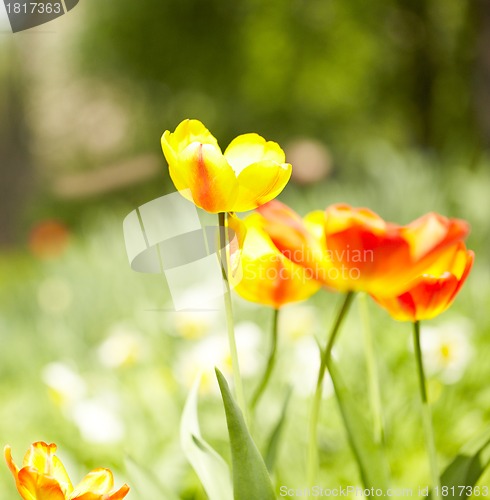 Image of Yellow tulips, bokeh lights