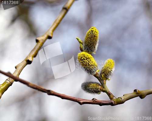 Image of Pussy willow