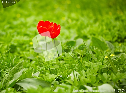 Image of Red tulips, green grass