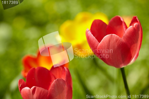 Image of Tulips background