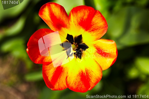 Image of Red-yellow tulip