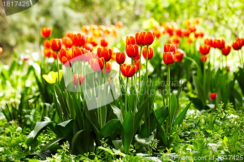 Image of Red and yellow tulips