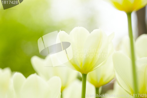 Image of White tulips