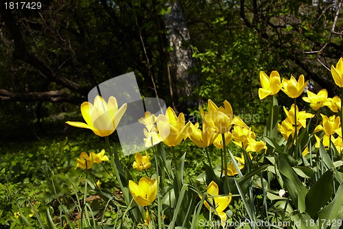 Image of Yellow tulips