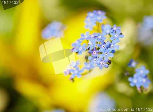 Image of Blue flowers