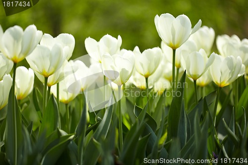 Image of White tulips