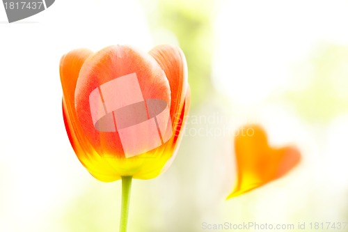 Image of Tulip and heart