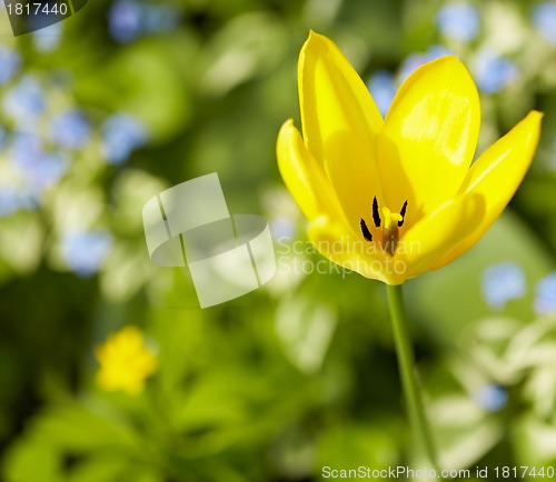 Image of Yellow tulip