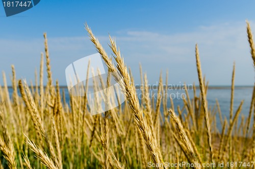 Image of Tall grass on a sea shore