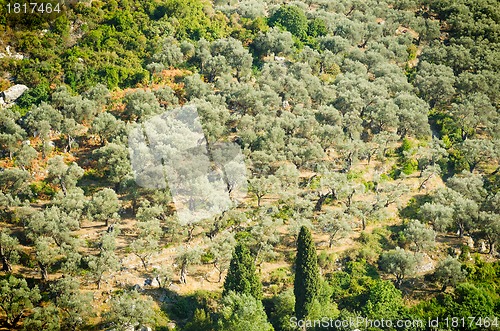 Image of Olive grove