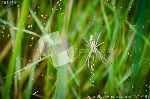 Image of Spider in the grass