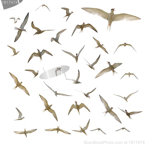 Image of Many seagulls isolated