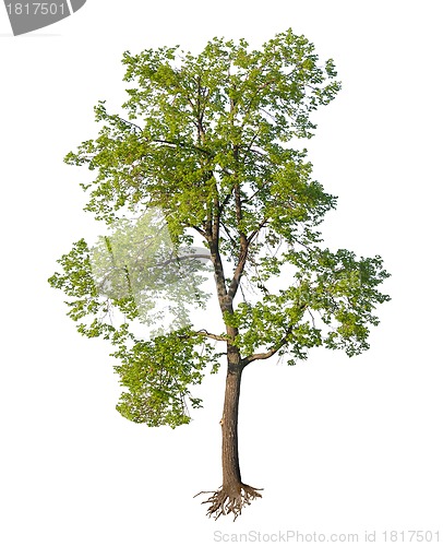 Image of Tree with cut roots isolated
