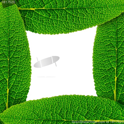 Image of Frame made of green leaves