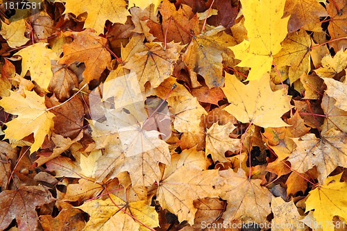 Image of autumn leaves