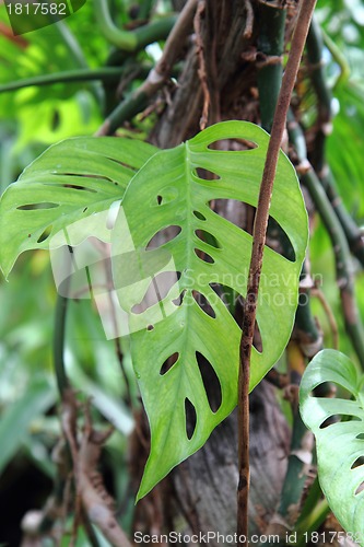 Image of green leaf background