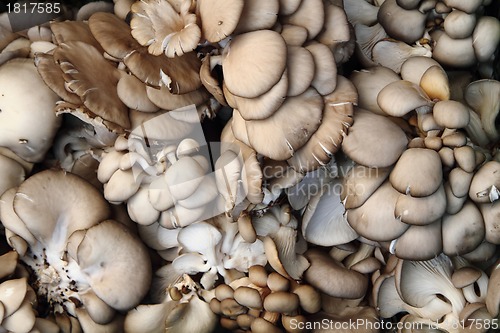 Image of oyster mushrooms 