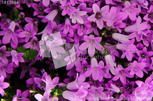 Image of violet flowers 