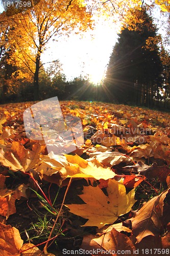 Image of autumn leaves