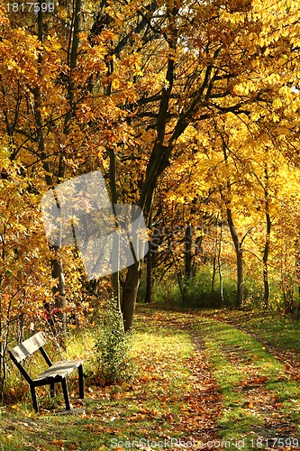 Image of bench in the autumn park 