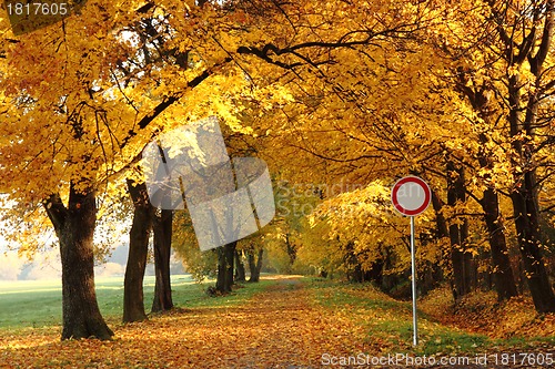 Image of way in the autumn park 