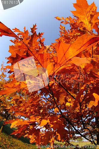 Image of autumn leaves