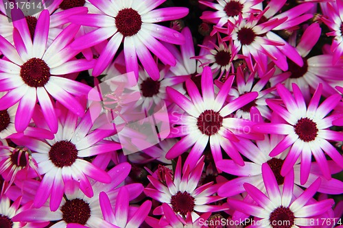 Image of violet flowers 