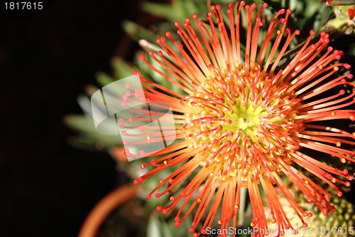 Image of exotic flower 