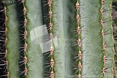 Image of cactus background