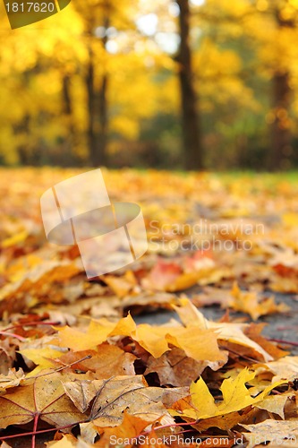 Image of autumn leaves