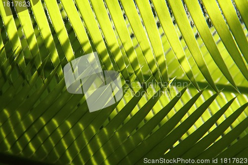 Image of green leaf background