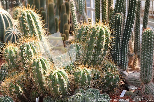 Image of cactus background